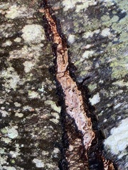 Inonotus obliquus sterilis