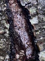 Inonotus obliquus sterilis