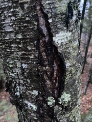 Inonotus obliquus sterilis