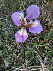 Iris unguicularis