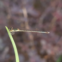 Agriocnemis pieris