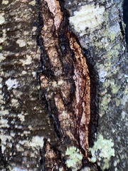 Inonotus obliquus sterilis