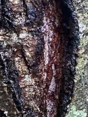 Inonotus obliquus sterilis