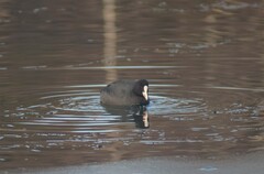 Fulica atra