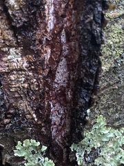 Inonotus obliquus sterilis