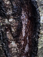 Inonotus obliquus sterilis