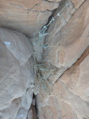 Pergularia tomentosa