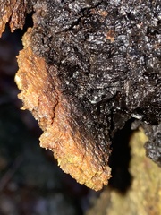 Inonotus obliquus sterilis