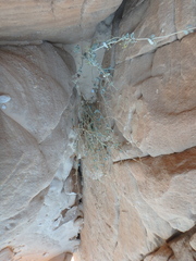 Pergularia tomentosa