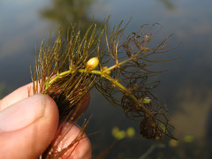 Ceratophyllum submersum