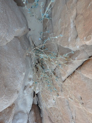 Pergularia tomentosa