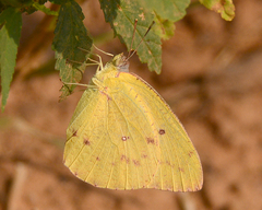 Catopsilia florella