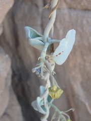 Pergularia tomentosa