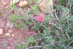 Grevillea bipinnatifida