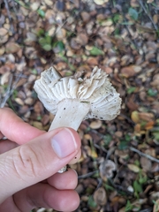 Tricholoma griseoviolaceum