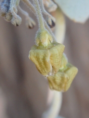 Pergularia tomentosa