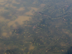 Ceratophyllum submersum