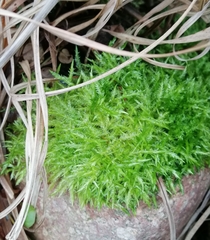 Brachythecium albicans