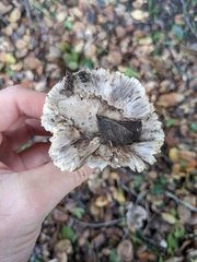 Tricholoma griseoviolaceum
