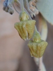 Pergularia tomentosa
