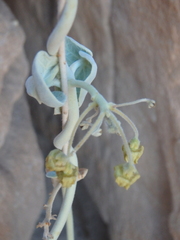 Pergularia tomentosa
