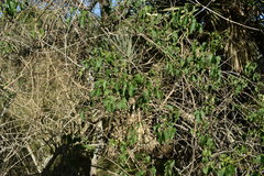 Amphilophium carolinae