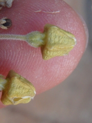 Pergularia tomentosa