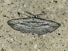 Iridopsis obliquaria