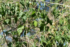 Amphilophium carolinae