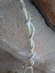 Pergularia tomentosa