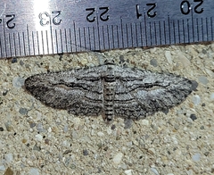 Iridopsis obliquaria