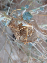 Pergularia tomentosa