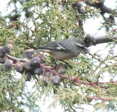 Conirostrum cinereum