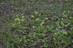 Primula veris