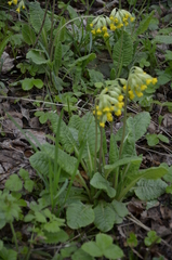Primula veris