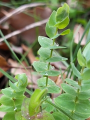 Lathyrus aphaca