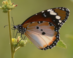 Danaus chrysippus chrysippus