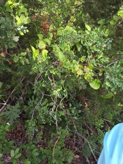 Zanthoxylum hirsutum