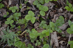 Fragaria vesca