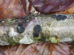 Diatrype disciformis