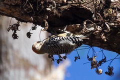 Melanerpes hoffmannii