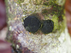 Diatrype disciformis
