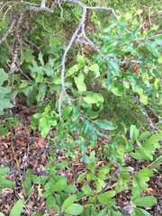 Zanthoxylum hirsutum