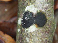 Diatrype disciformis