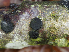 Diatrype disciformis