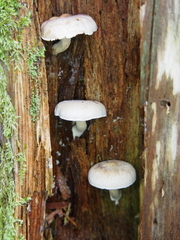 Neolentinus adhaerens