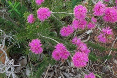 Melaleuca scabra