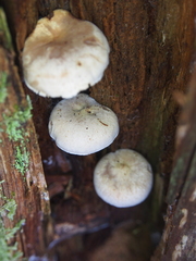 Neolentinus adhaerens