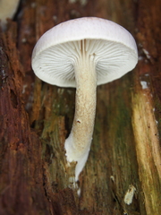 Neolentinus adhaerens