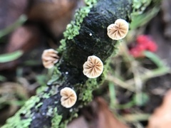 Crepidotus cesatii